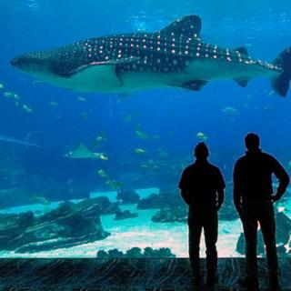 "两个人在乔治亚水族馆看鲸鱼"